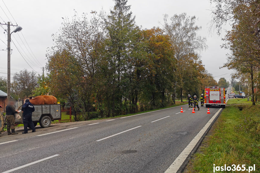 Zderzenie krowy i osobówki w Gorzycach