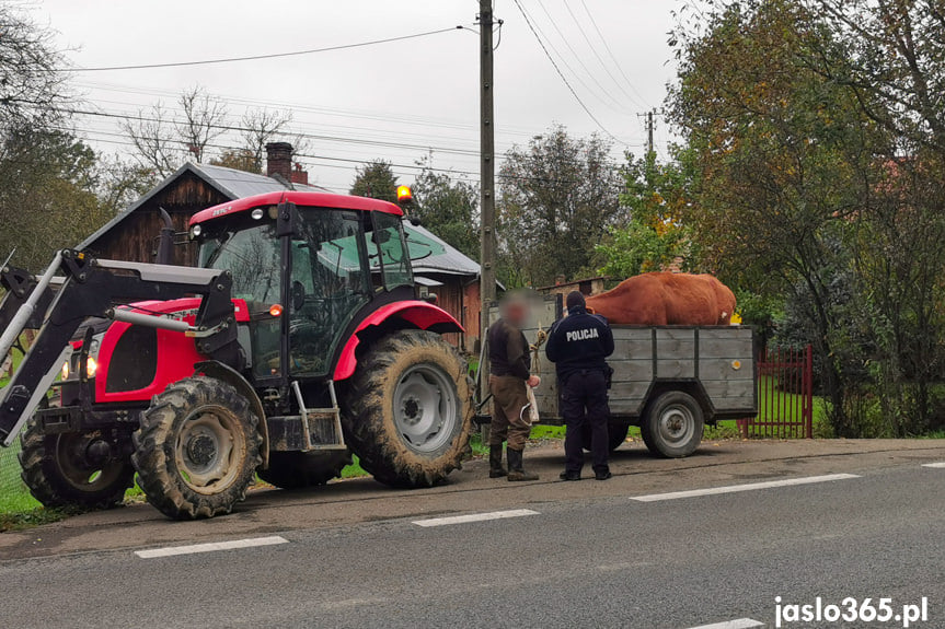 Zderzenie krowy i osobówki w Gorzycach