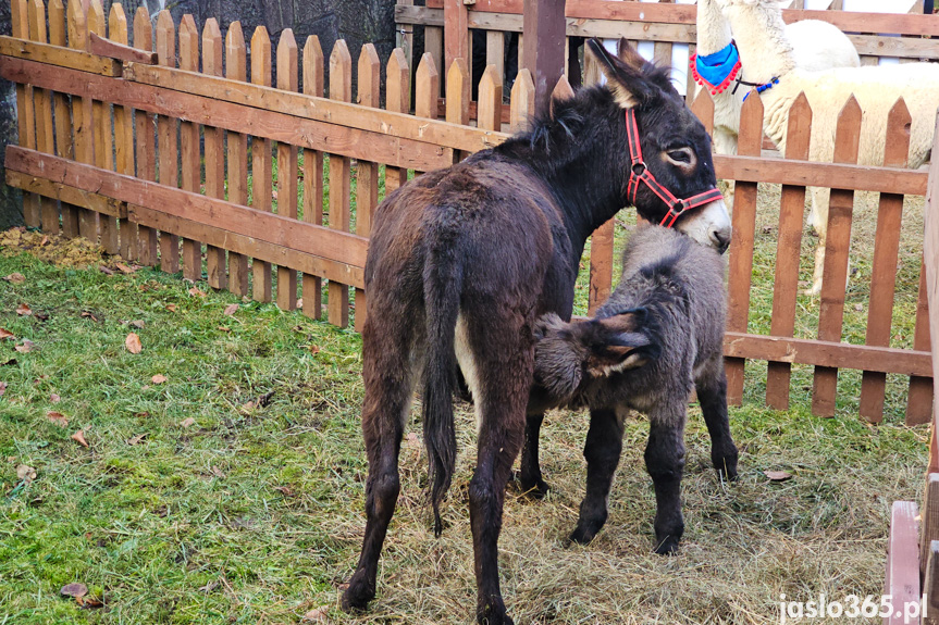 Żywa szopka w Jaśle