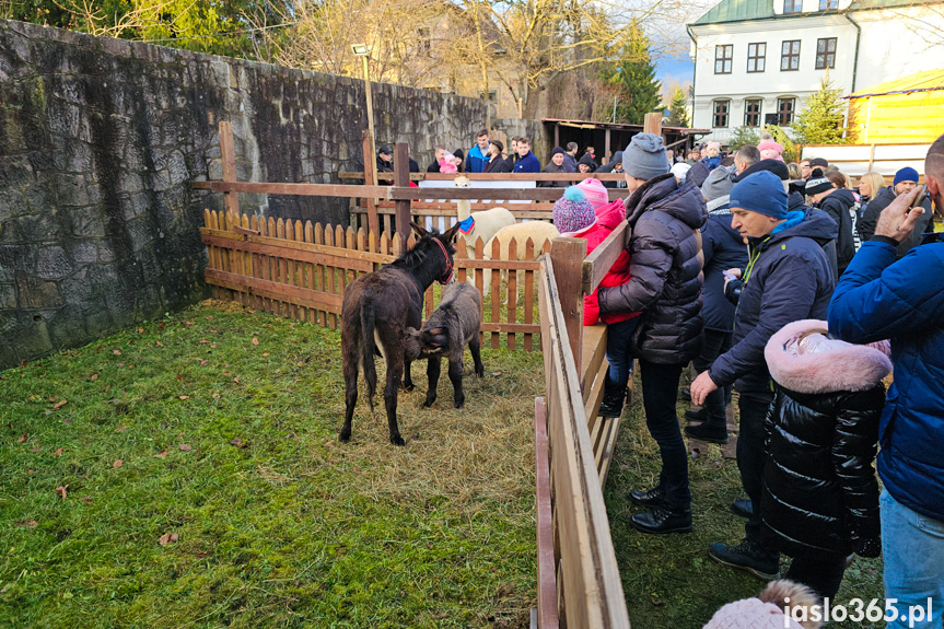 Żywa szopka w Jaśle