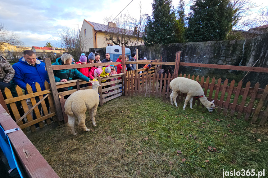 Żywa szopka w Jaśle