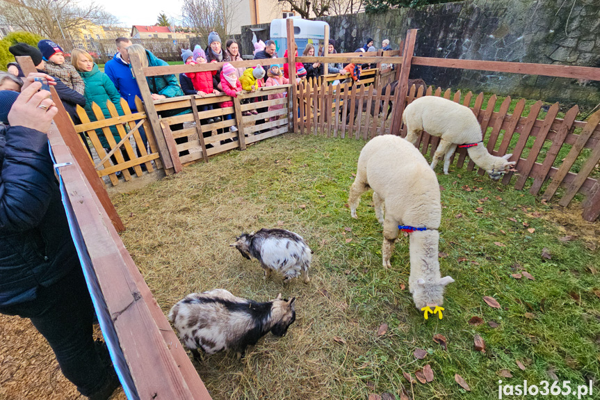 Żywa szopka w Jaśle