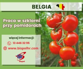 Praca od zaraz w szklarni przy pomidorach - Belgia